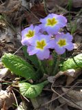 Primula vulgaris. Цветущее растение. Южный Берег Крыма, хр. Биллер. 13 апреля 2012 г.