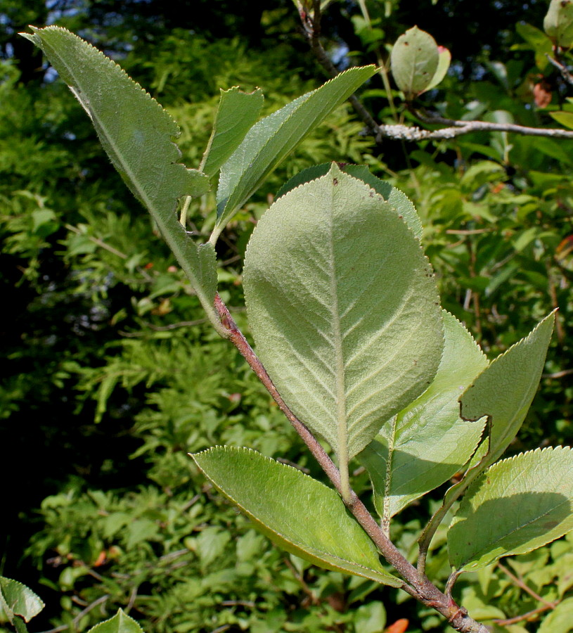 Изображение особи Aronia melanocarpa.