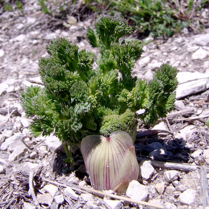 Image of Bilacunaria microcarpos specimen.