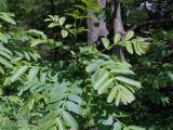 Pterocarya stenoptera