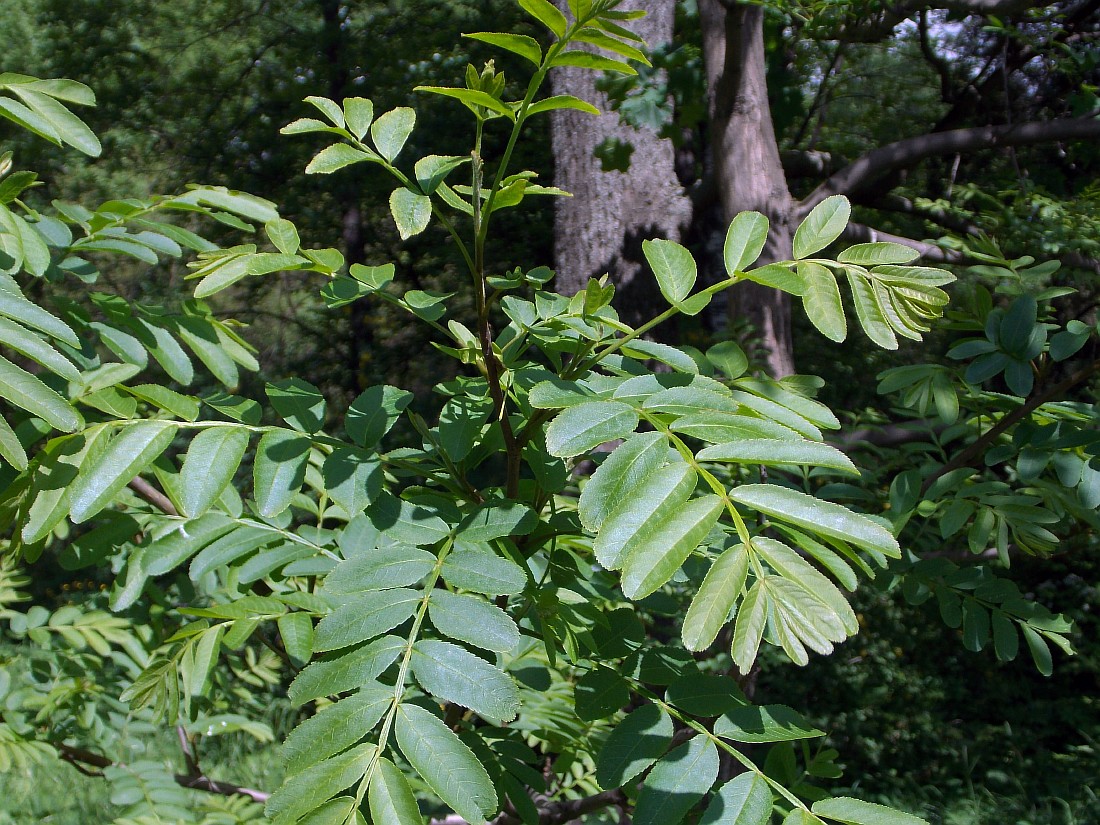 Изображение особи Pterocarya stenoptera.