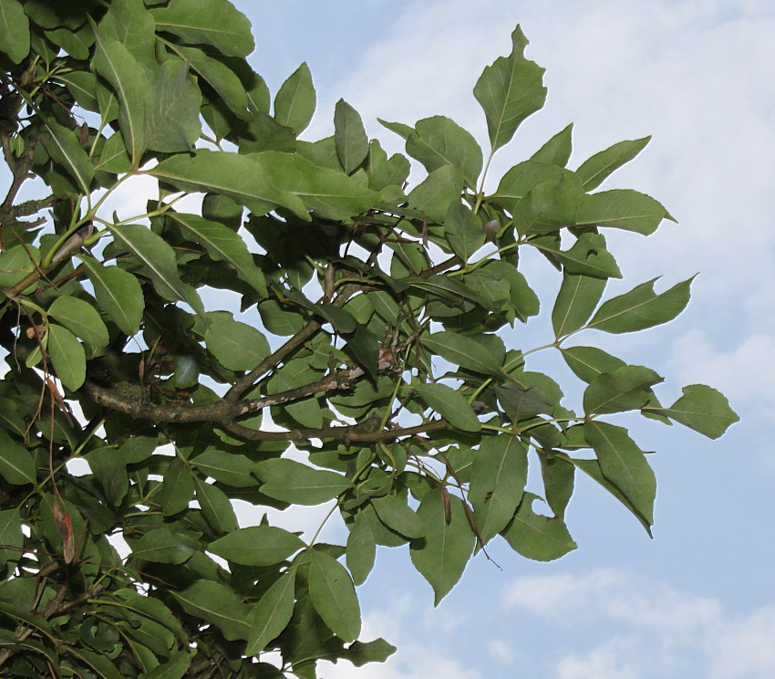 Image of Fraxinus ornus specimen.