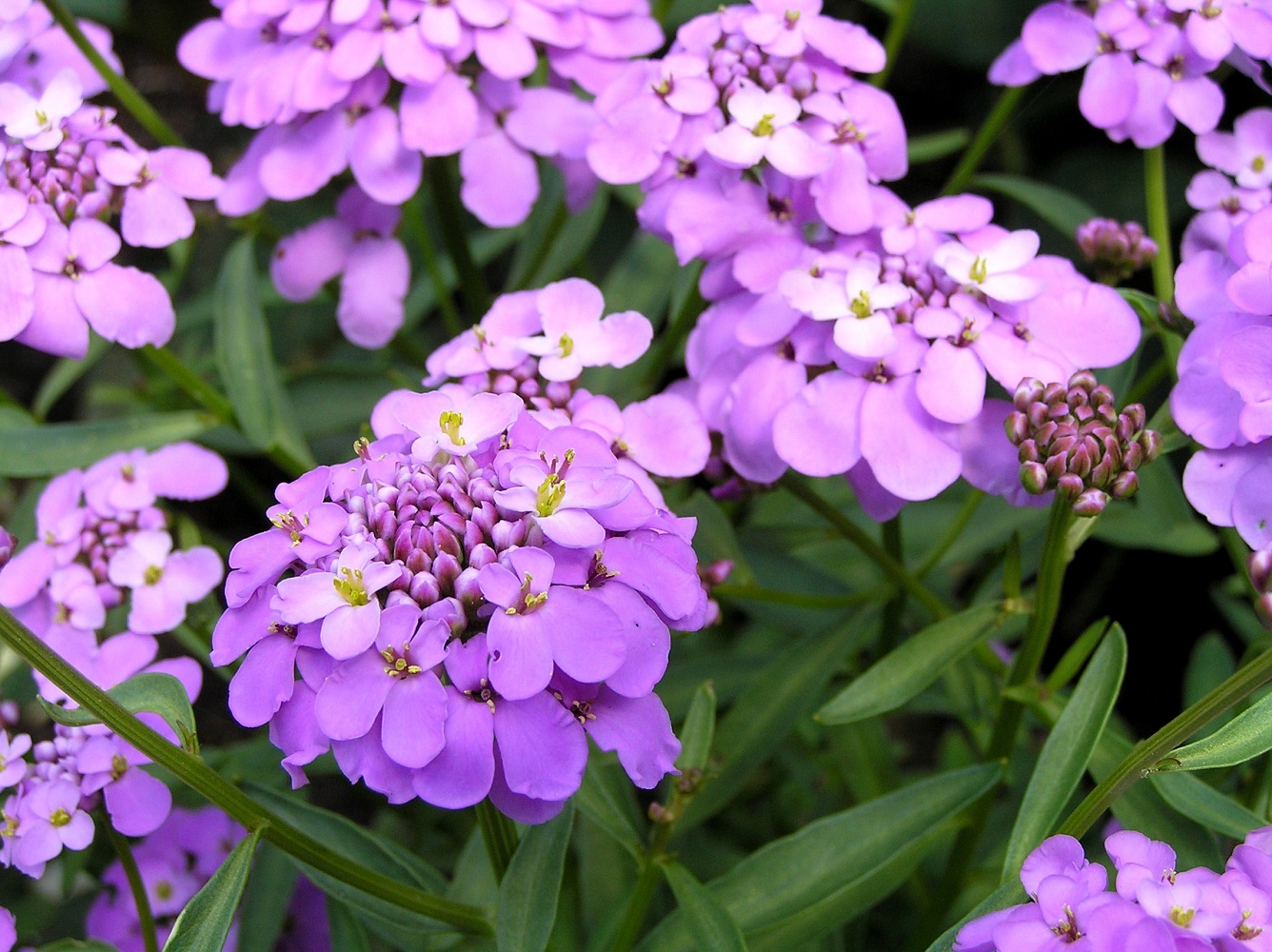 Изображение особи Iberis umbellata.