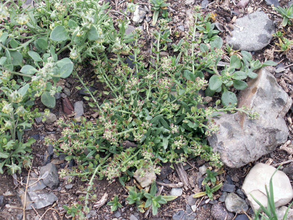 Image of Lepidium apetalum specimen.