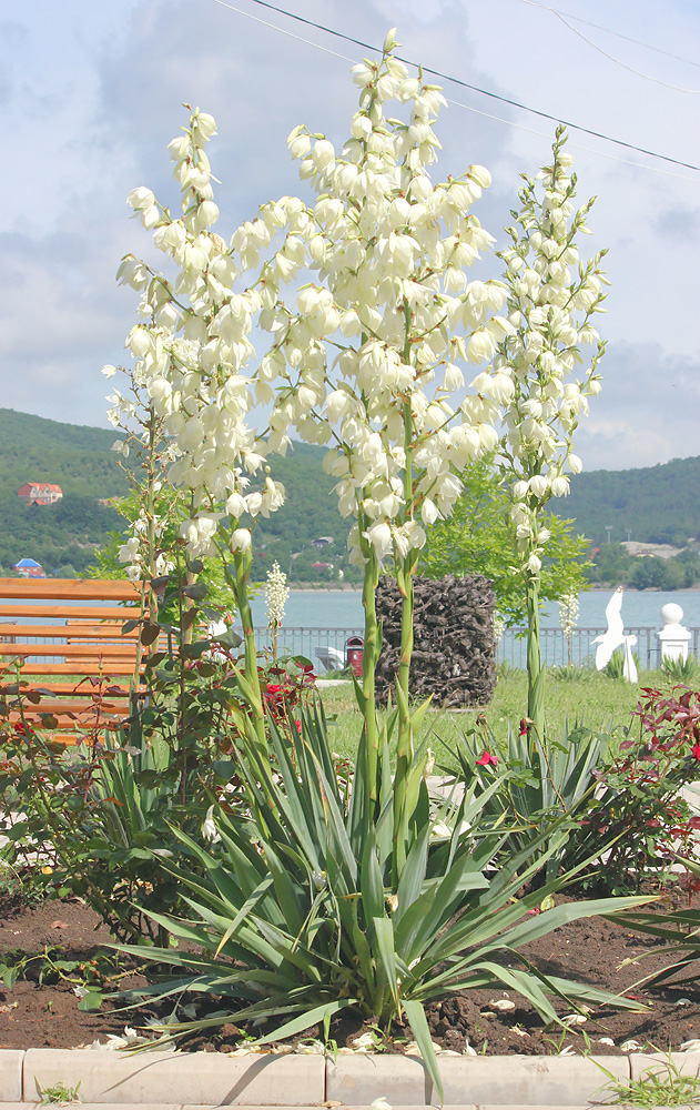 Изображение особи Yucca filamentosa.