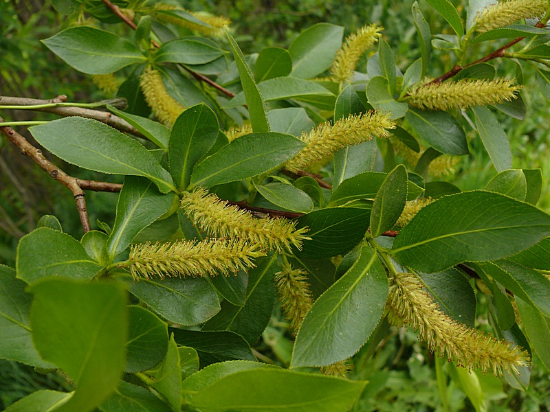 Изображение особи Salix pentandra.