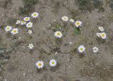 Anthemis tomentosa