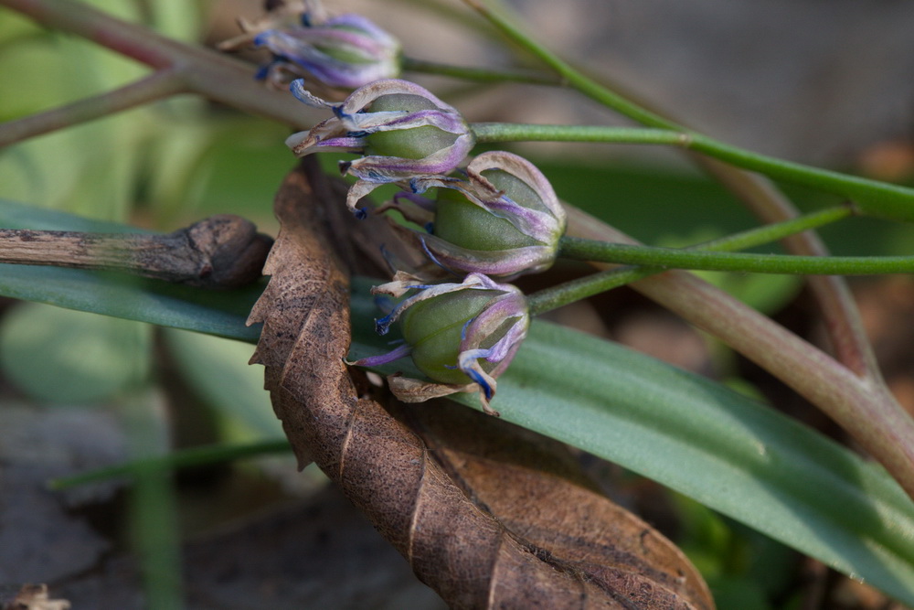 Изображение особи Scilla bifolia.