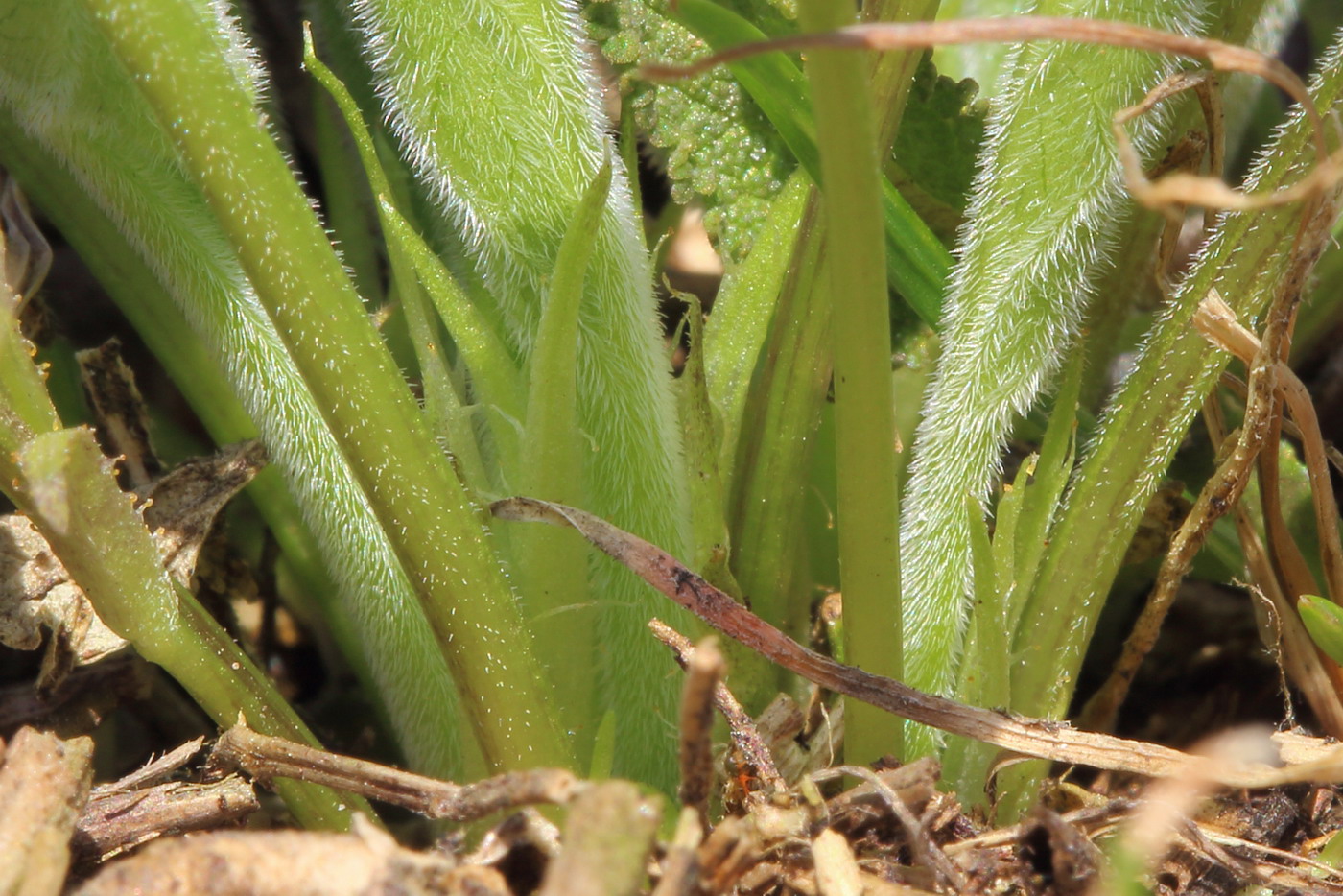 Image of Viola ambigua specimen.