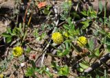 Trifolium campestre. Побеги цветущих растений (на заднем плане - цветущий Anagallis arvensis). Греция, п-ов Пелопоннес, окр. г. Катаколо. 11.04.2014.