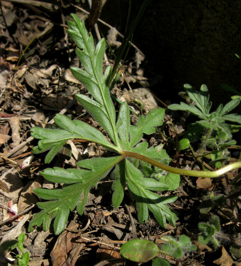 Image of Geranium tuberosum specimen.