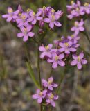 род Centaurium