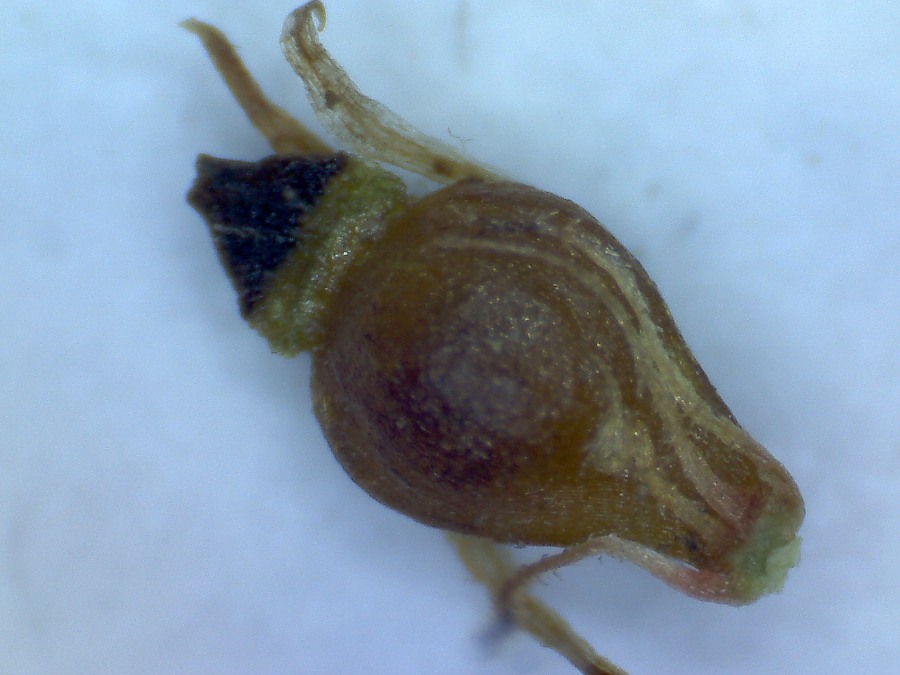 Image of Eleocharis uniglumis specimen.