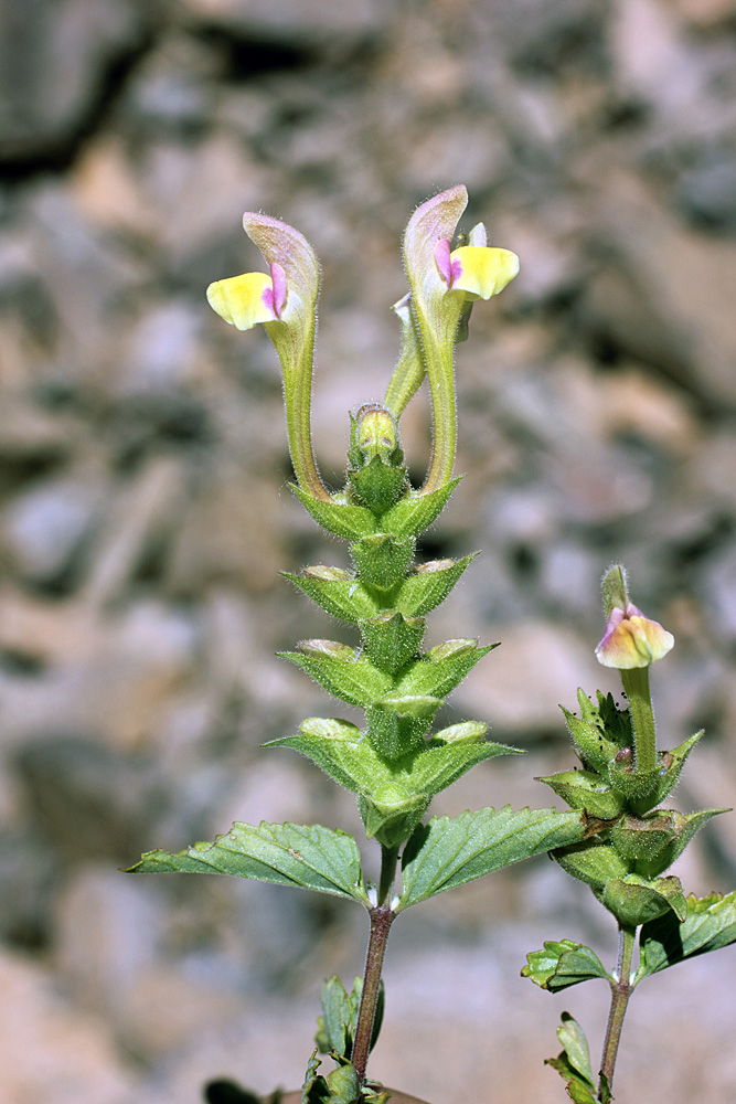 Image of Scutellaria adenostegia specimen.