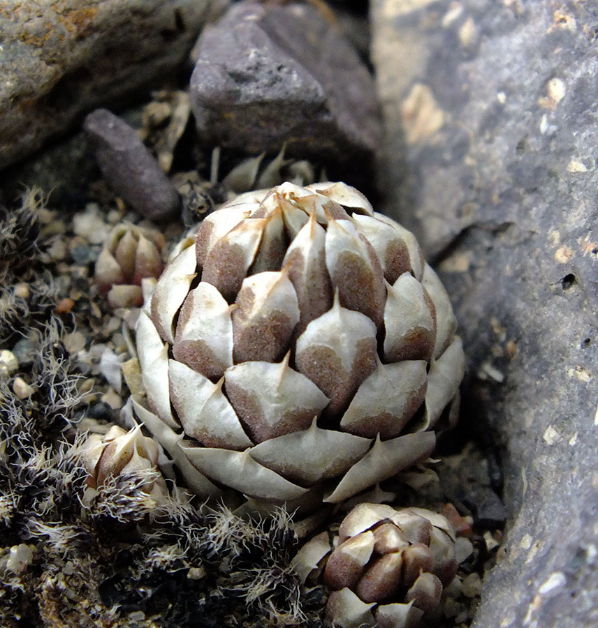 Image of Orostachys thyrsiflora specimen.