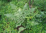 Dryopteris carthusiana