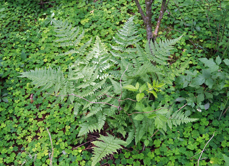 Изображение особи Dryopteris carthusiana.