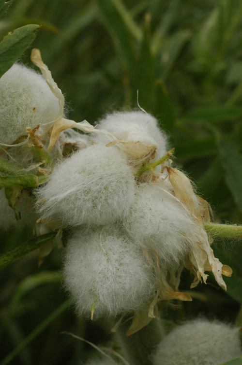 Image of Astragalus sieversianus specimen.