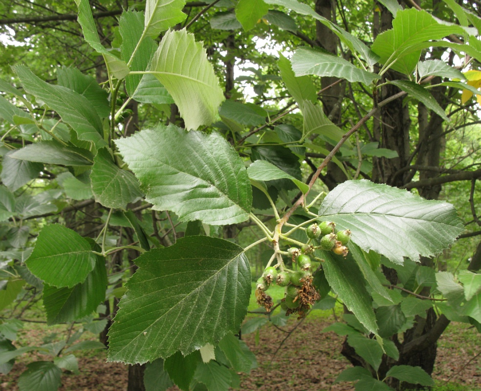 Изображение особи Sorbus &times; latifolia.