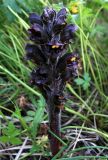 Orobanche gamosepala