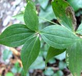 Asperula caucasica