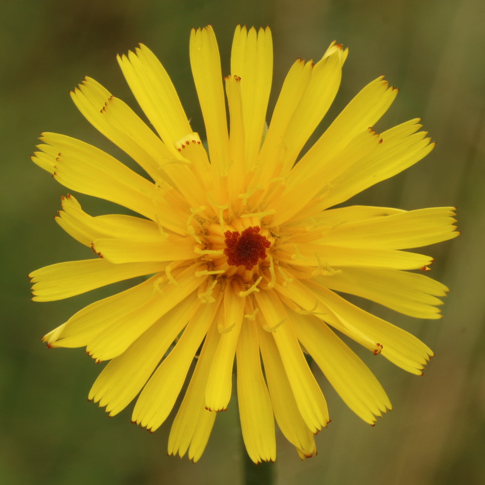 Image of Picris hieracioides specimen.