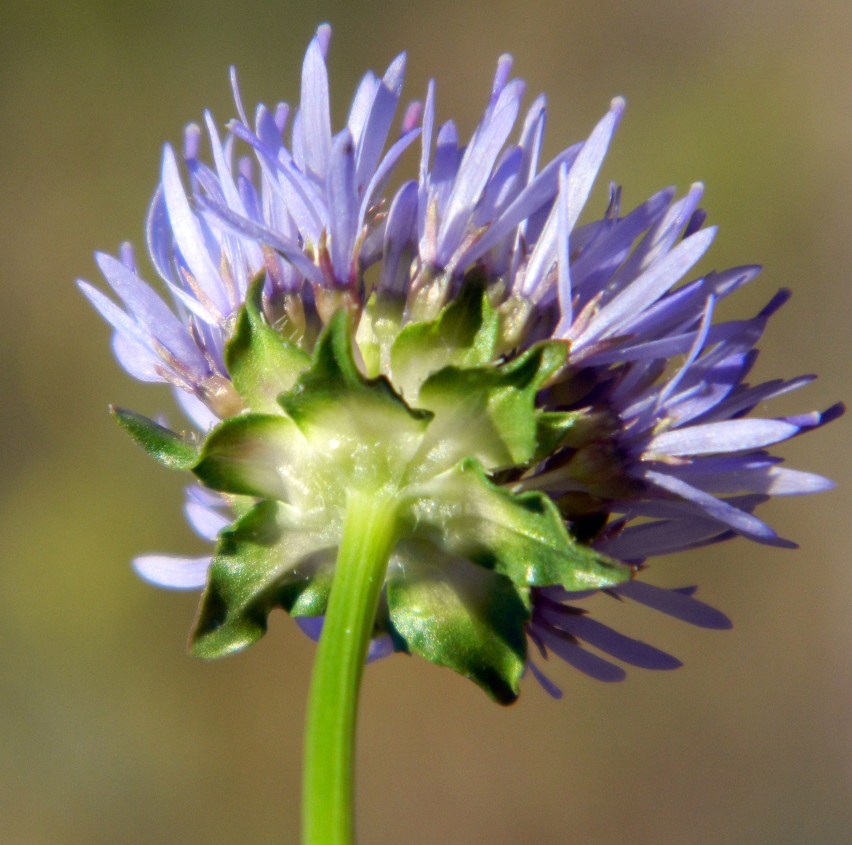 Image of Jasione montana specimen.