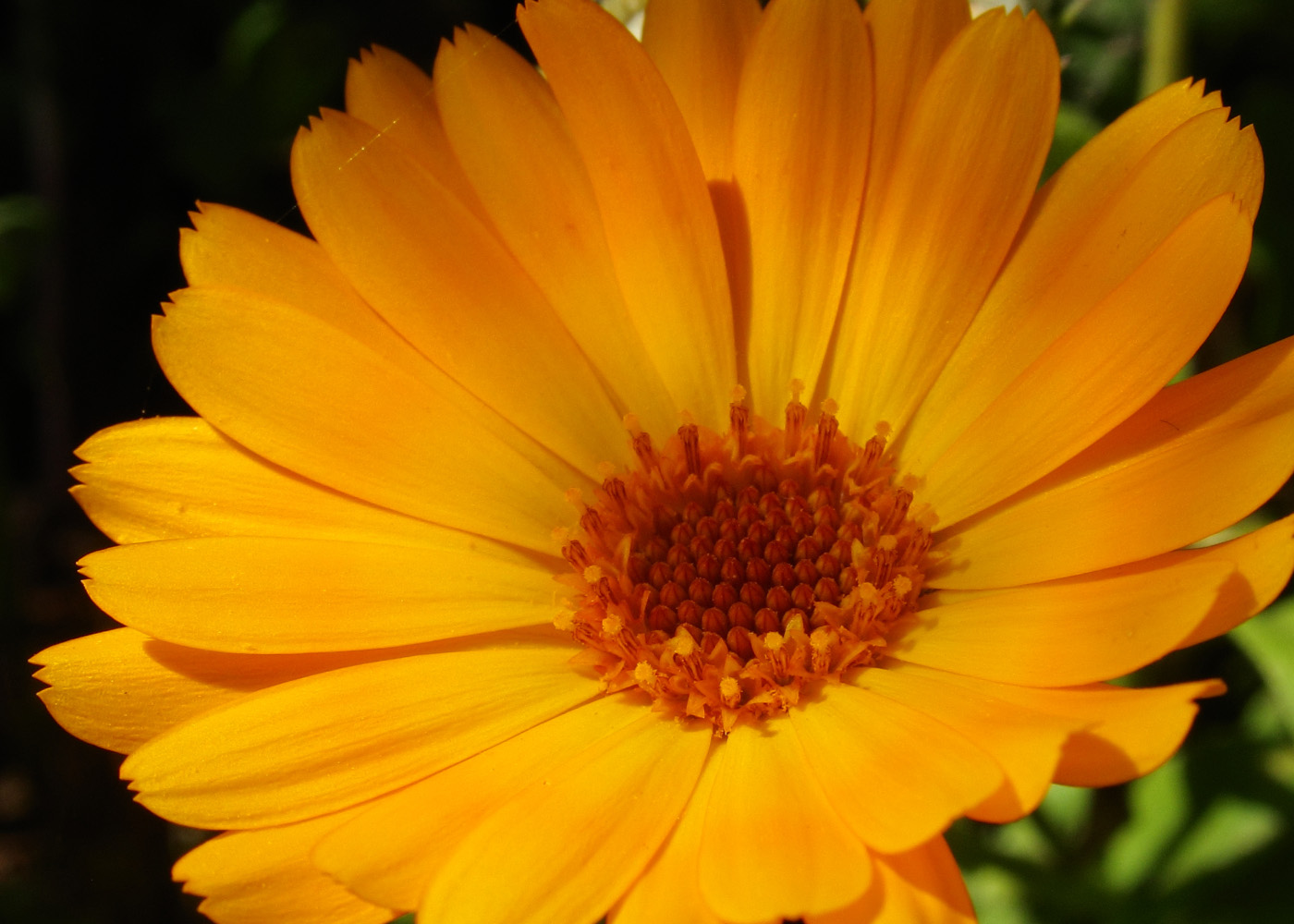 Изображение особи Calendula officinalis.