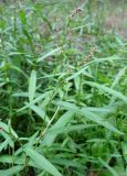 Persicaria minor