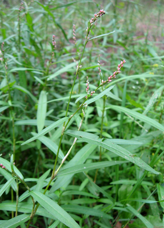 Изображение особи Persicaria minor.