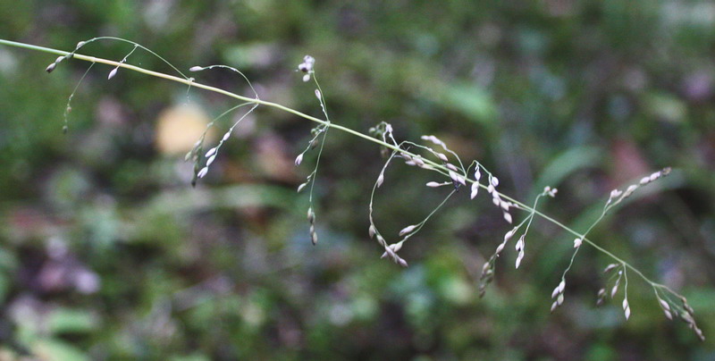 Image of Milium effusum specimen.