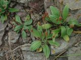 Plantago camtschatica. Плодоносящие растения. Камчатский край, Петропавловск-Камчатский городской округ, мыс Сероглазка, скалы. 22.07.2014.