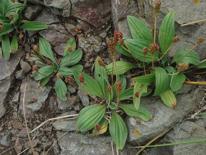 Image of Plantago camtschatica specimen.