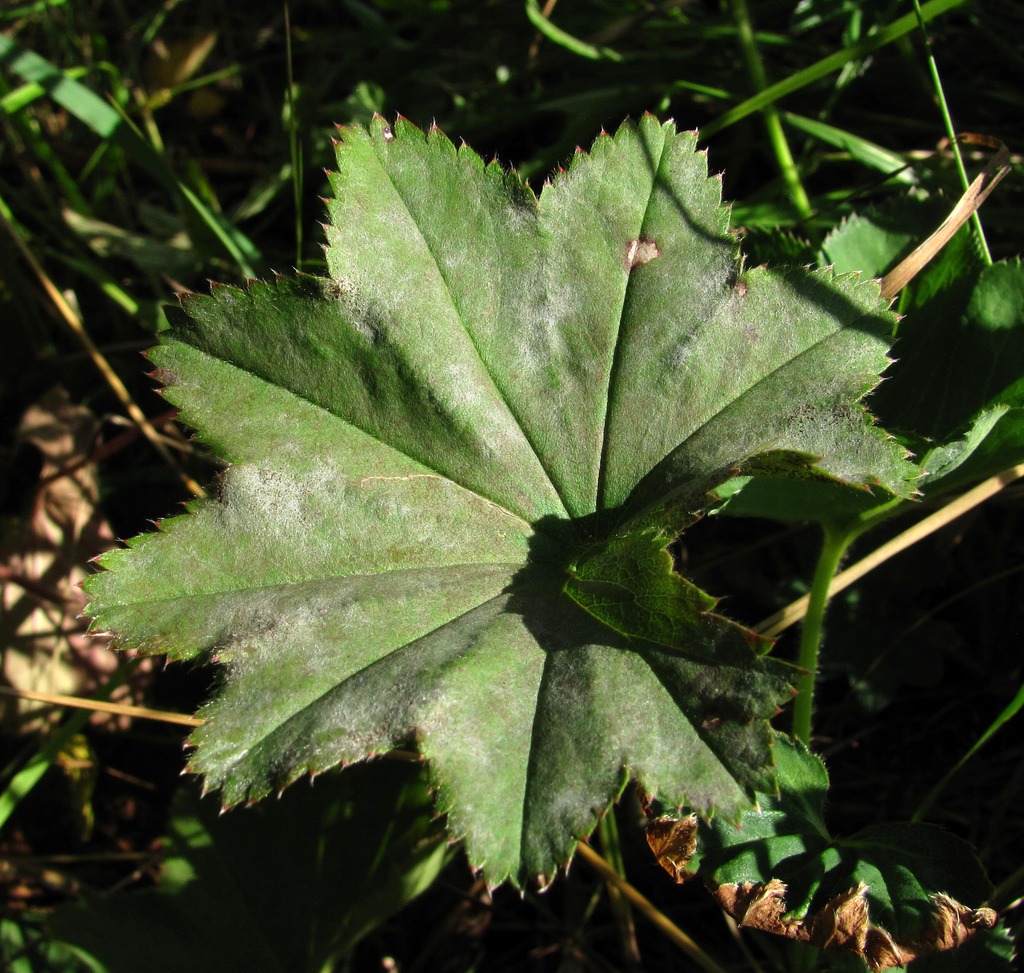 Image of genus Alchemilla specimen.