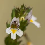 род Euphrasia