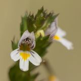 genus Euphrasia