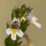 genus Euphrasia. Цветок. Карачаево-Черкесия, окр. г. Теберда, долина р. Бадук. 23.08.2014.