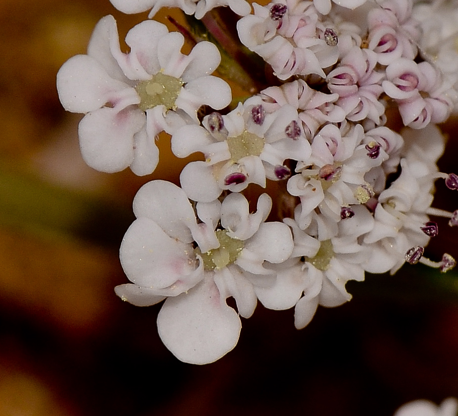 Image of Pseudorlaya pumila specimen.