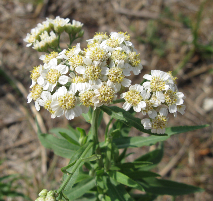 Image of Achillea salicifolia specimen.