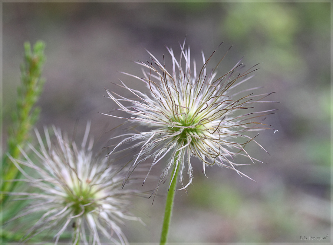 Image of Pulsatilla patens specimen.