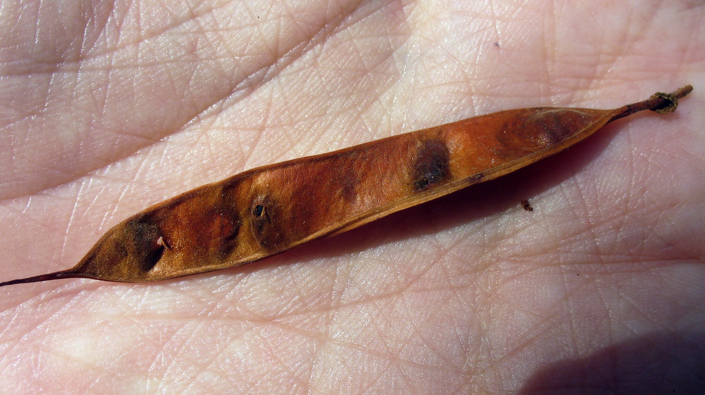 Image of Cercis siliquastrum specimen.