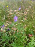 Geranium pratense. Цветущие и плодоносящие растения среди разнотравья. Кольский п-ов, Восточный Мурман, Дальние Зеленцы, антропогенная пустошь. 31.08.2009.