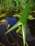 Sagittaria sagittifolia