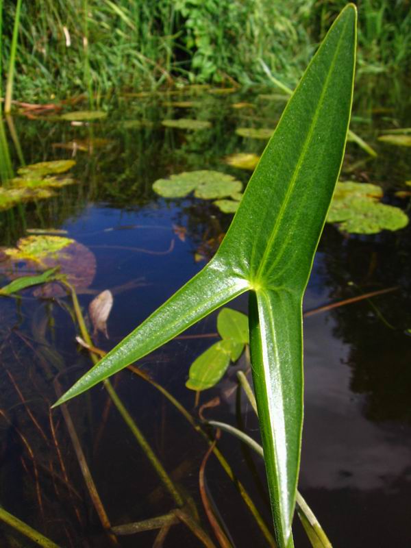 Image of Sagittaria sagittifolia specimen.