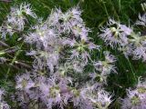 Dianthus superbus