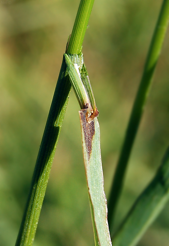 Изображение особи Bromopsis inermis.