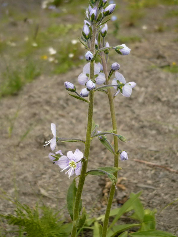 Image of Veronica gentianoides specimen.