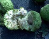 Maclura pomifera