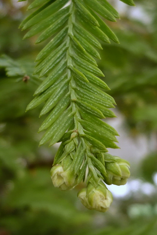 Image of Sequoia sempervirens specimen.