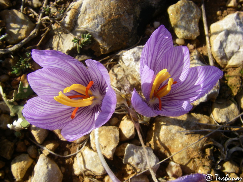 Изображение особи Crocus pallasii.